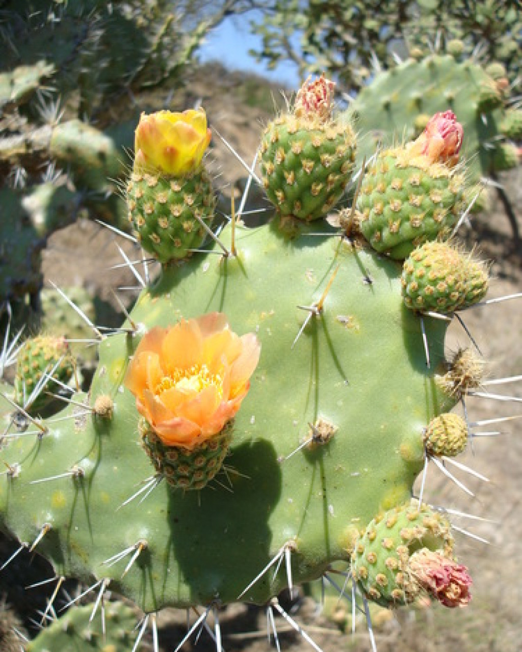 Opuntia atropes
