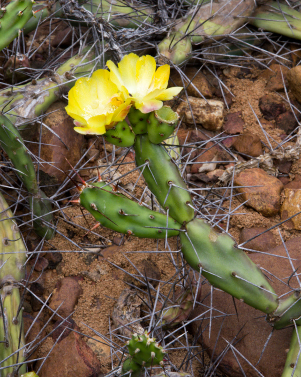 Opuntia aurantiaca