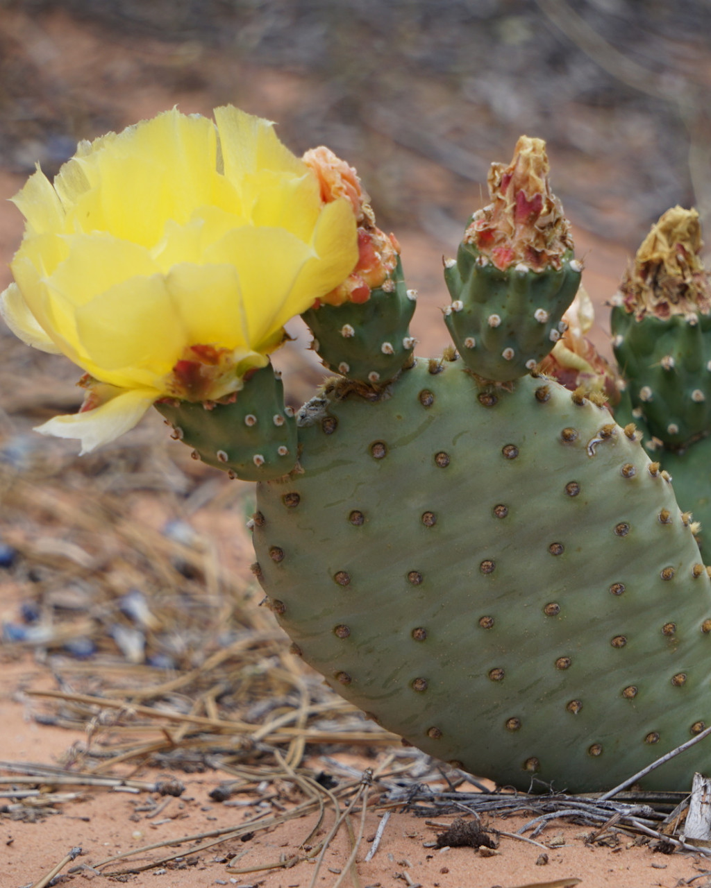 Opuntia aurea