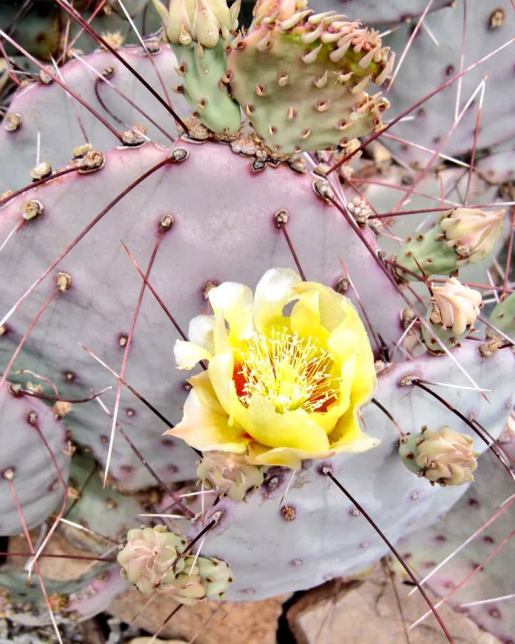 Opuntia azurea