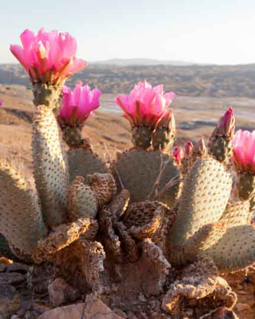 Opuntia basilaris