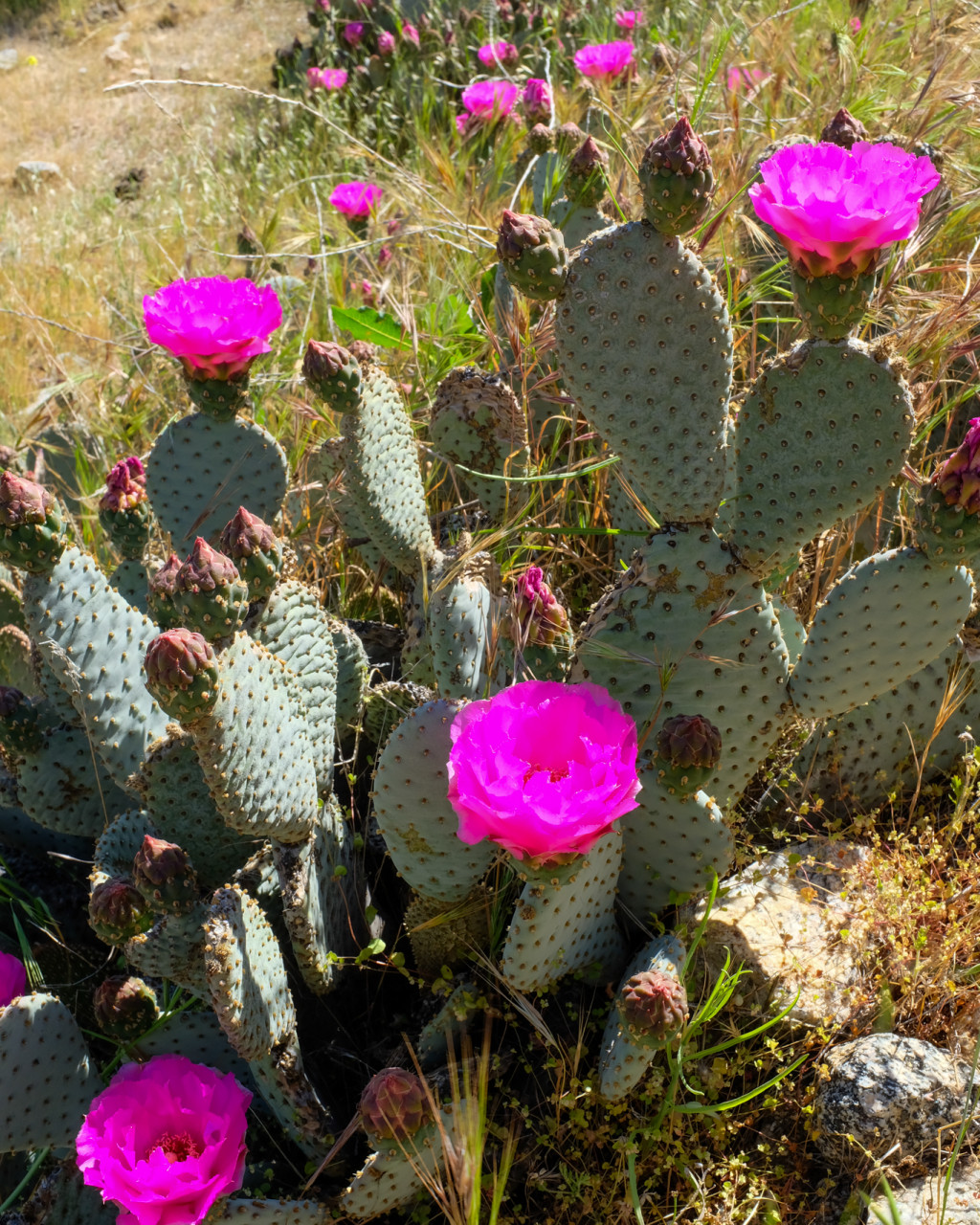 Opuntia basilaris var. treleasei