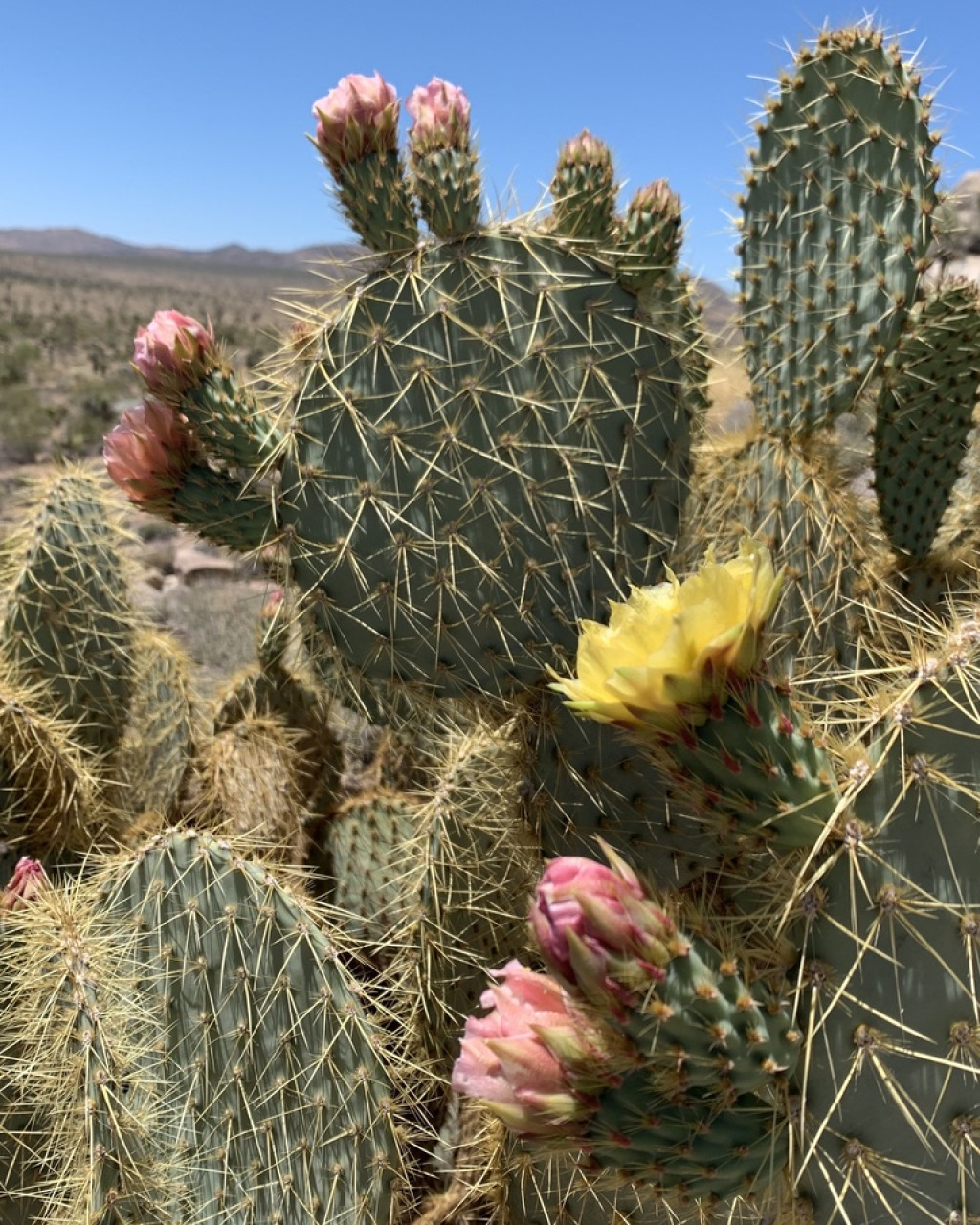 Opuntia chlorotica