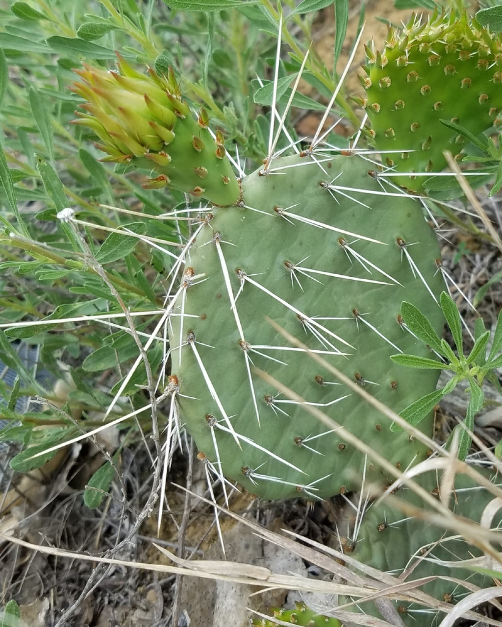 Opuntia cymochila