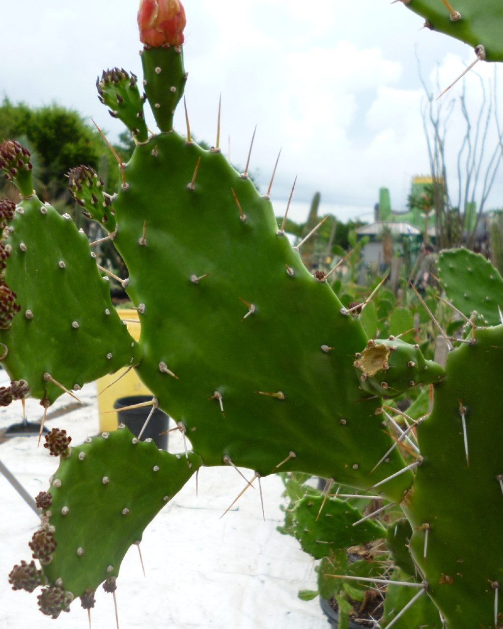 Opuntia discolor