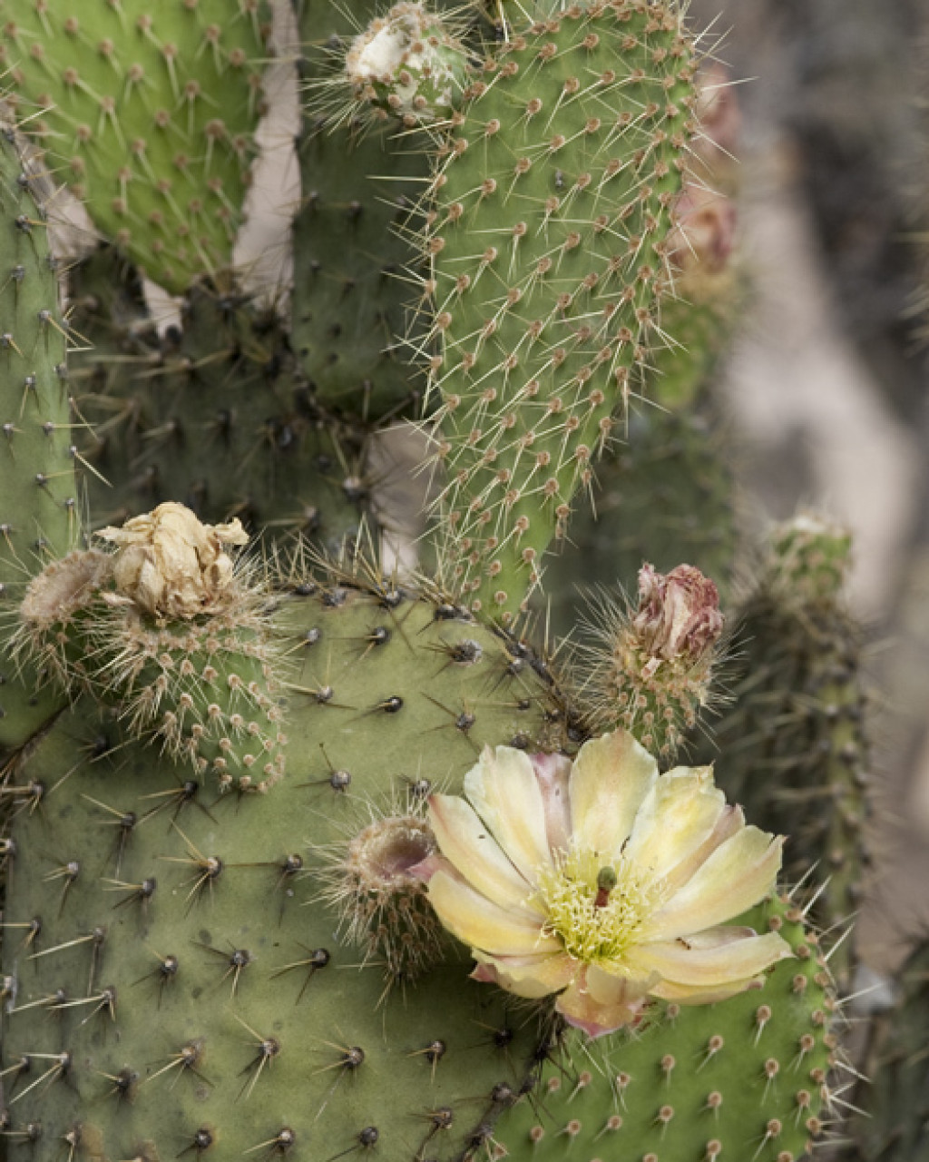 Opuntia durangensis