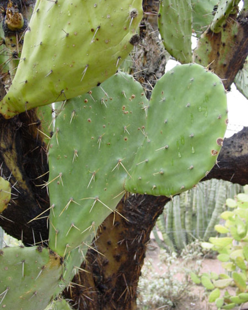 Opuntia Elatior