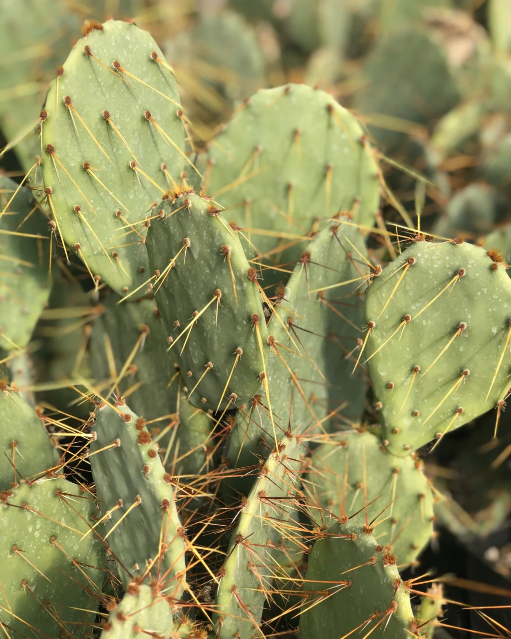 Opuntia engelmannii
