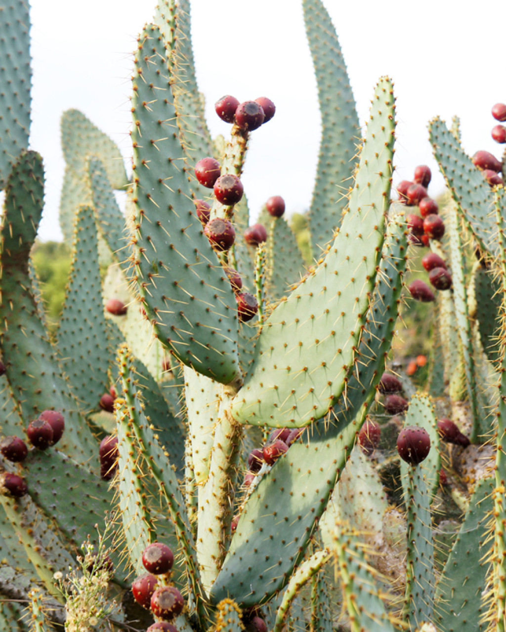 Opuntia engelmannii var. linguiformis