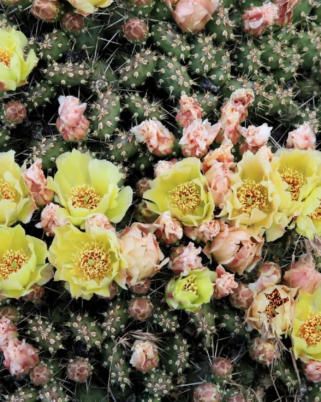 Opuntia fragilis