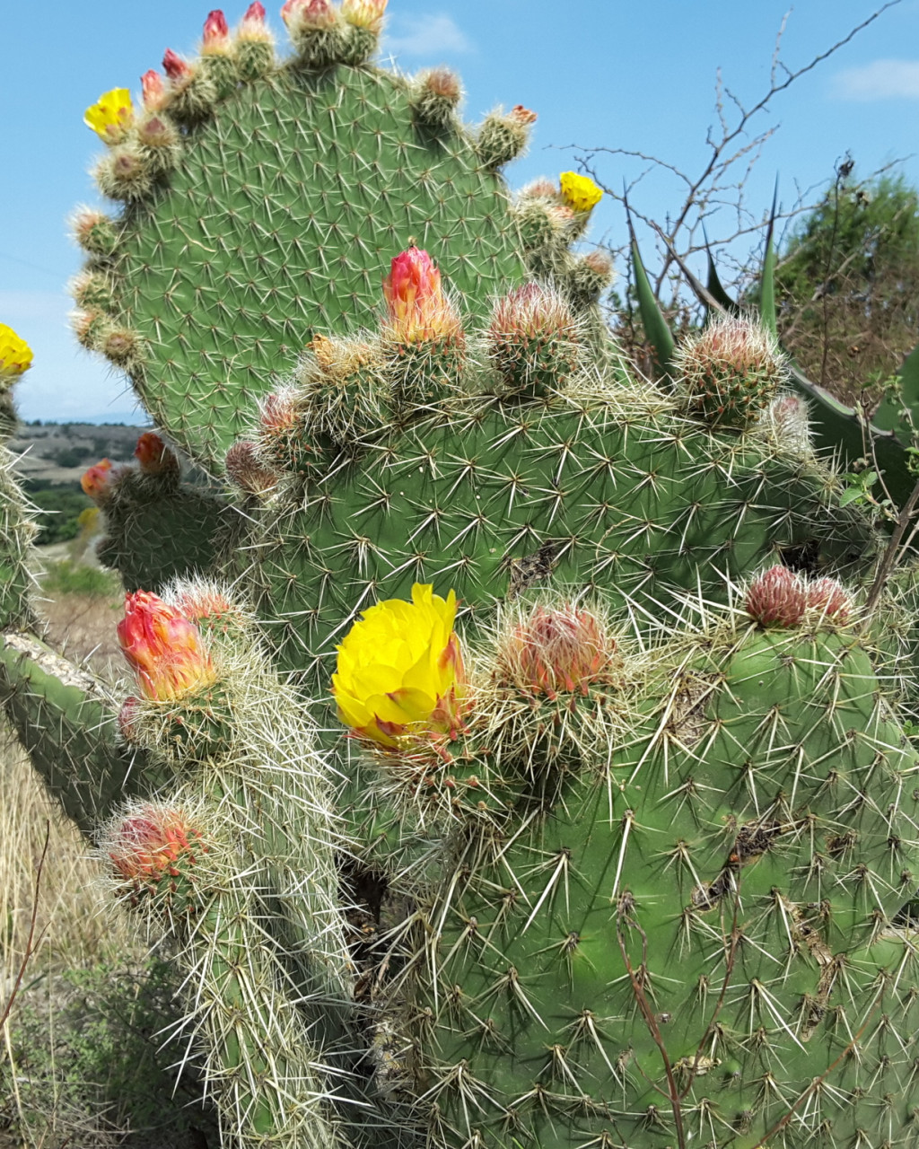 Opuntia huajuapensis