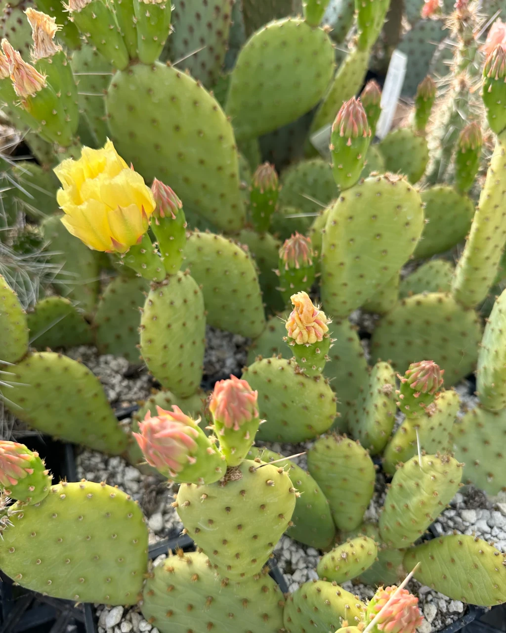 Opuntia humifusa