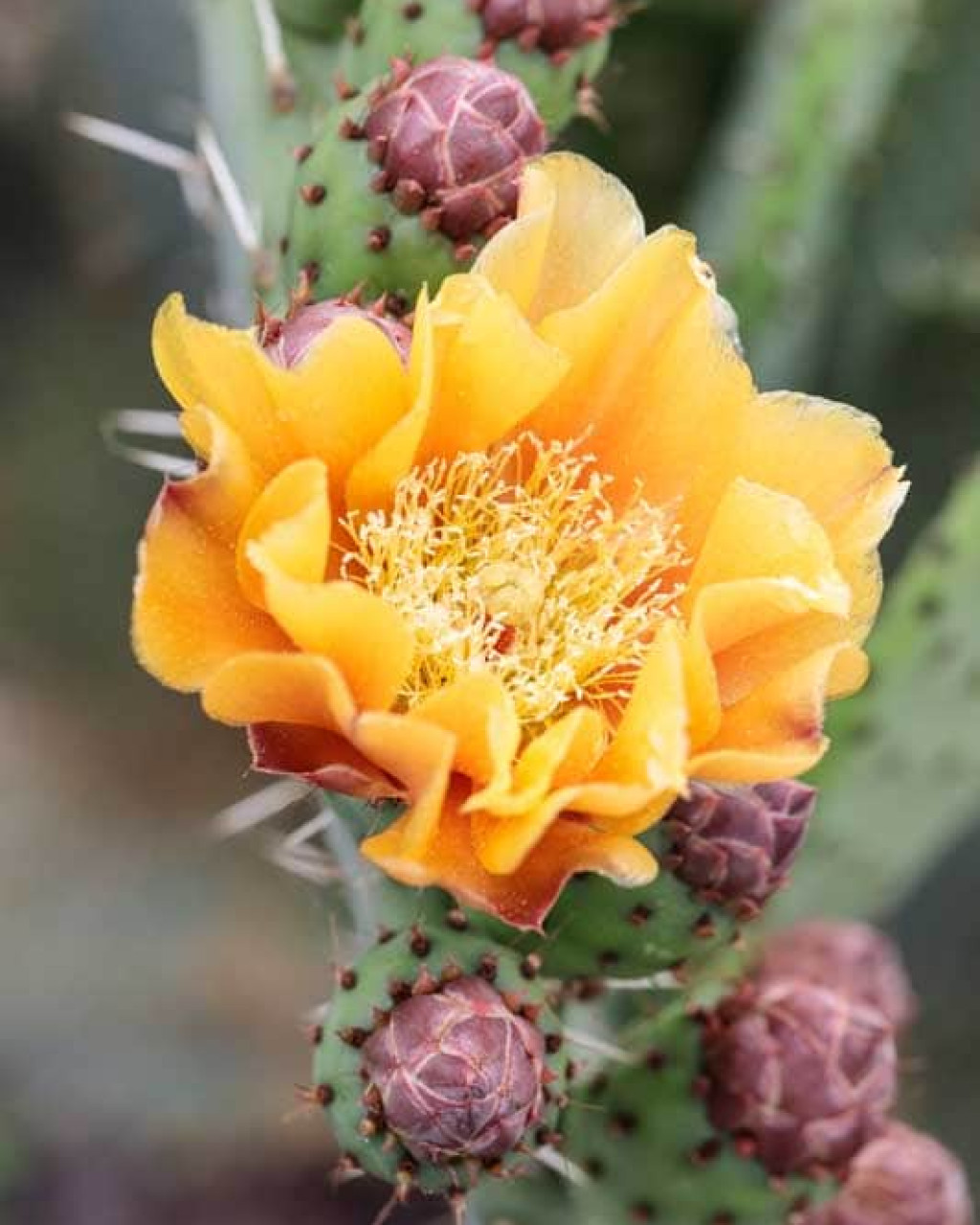 Opuntia hyptiacantha