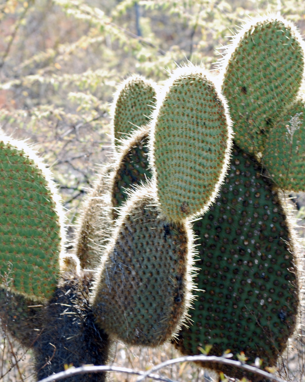 Opuntia insularis