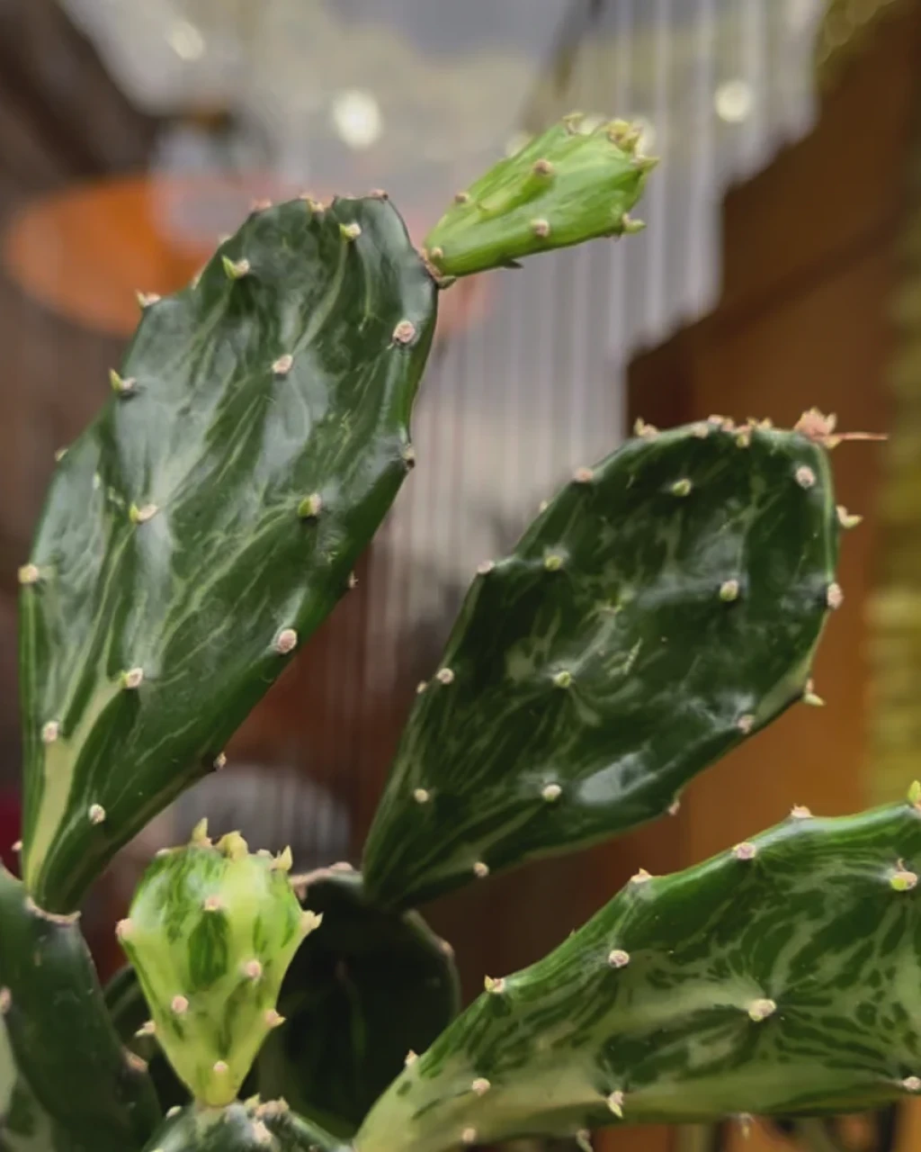 Opuntia jamaicensis 'Ghost'