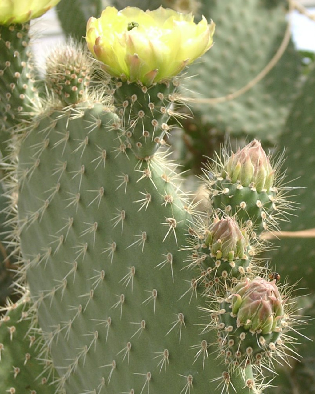 Opuntia leucotricha