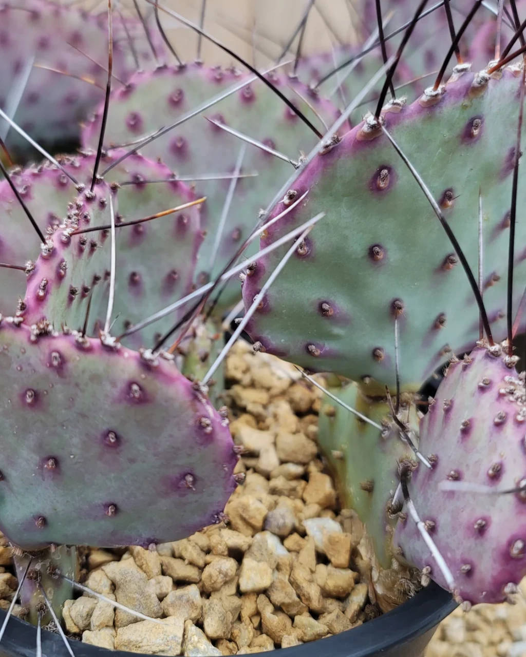Opuntia macrocentra
