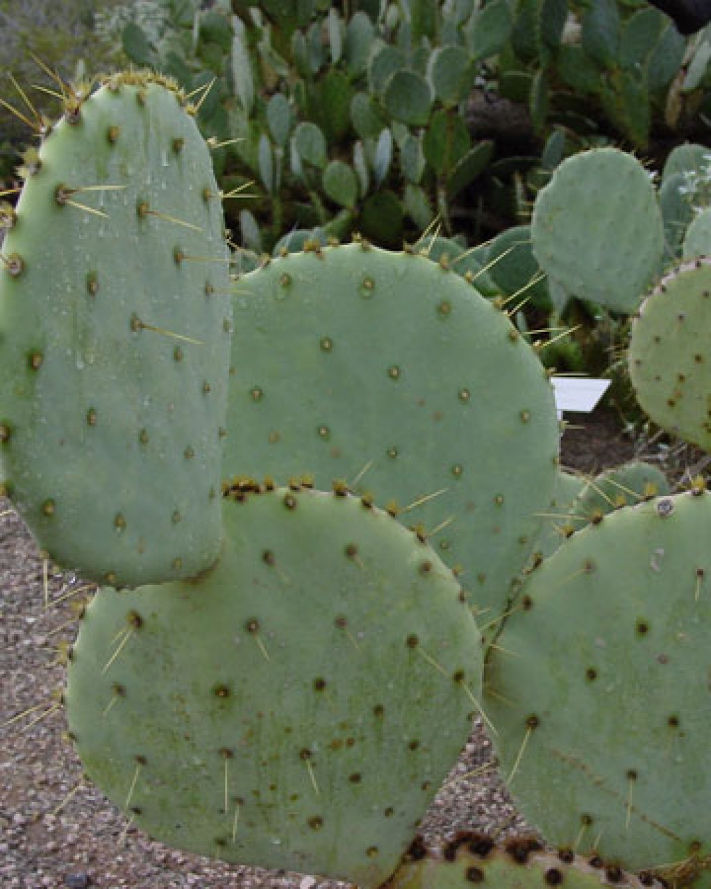 Opuntia Martiniana