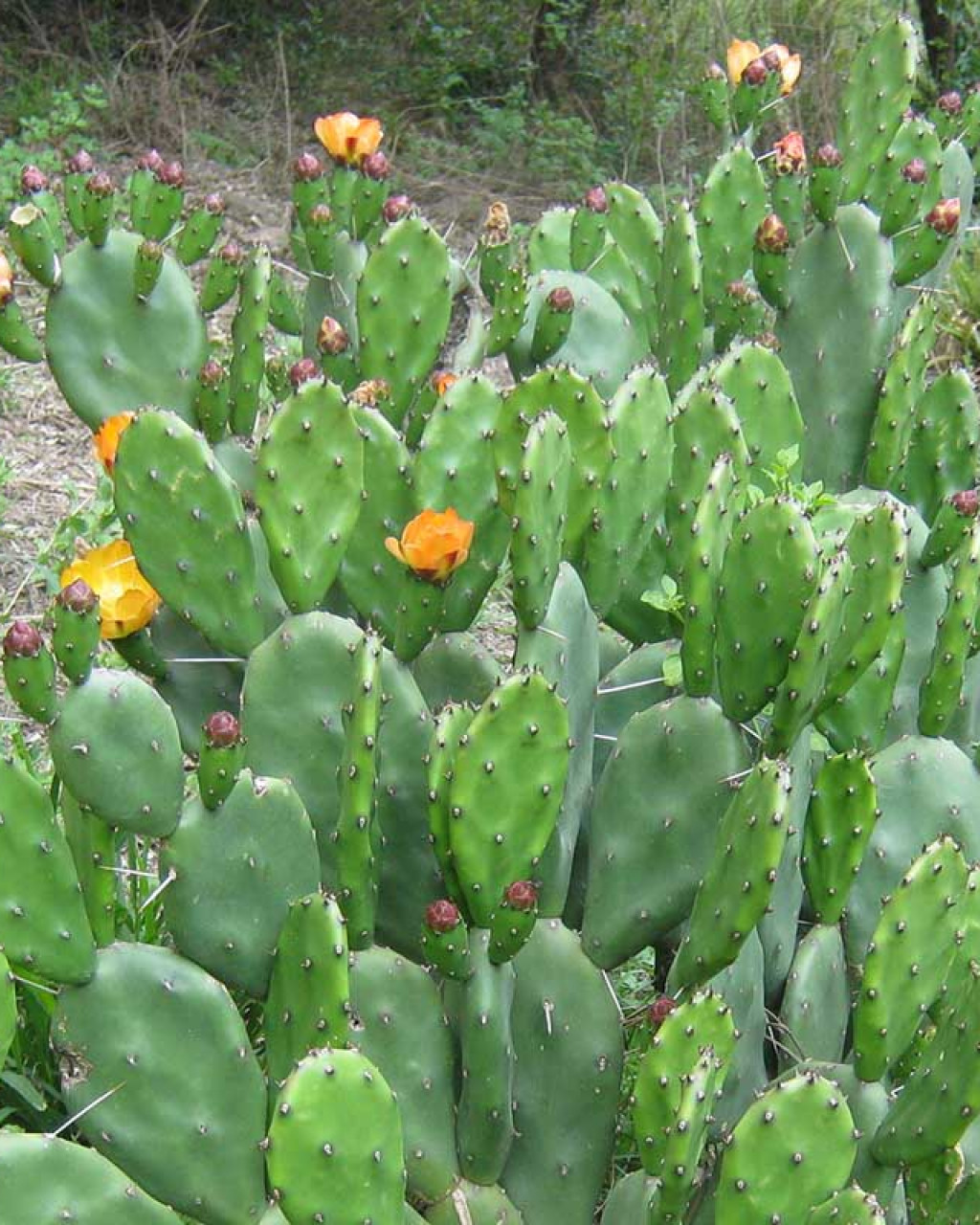 Opuntia megapotamica