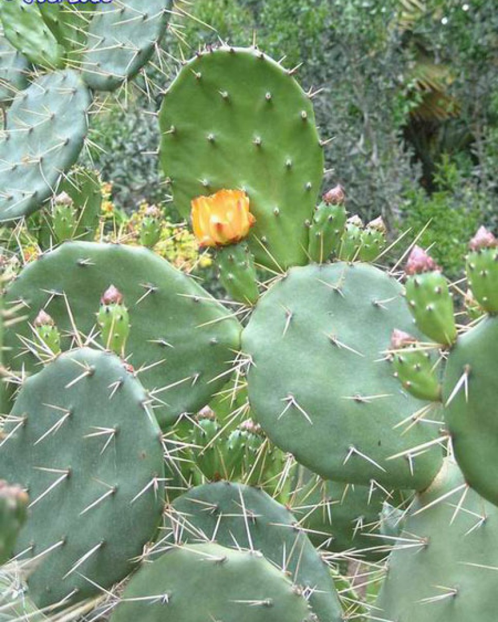 Opuntia Megapotamica