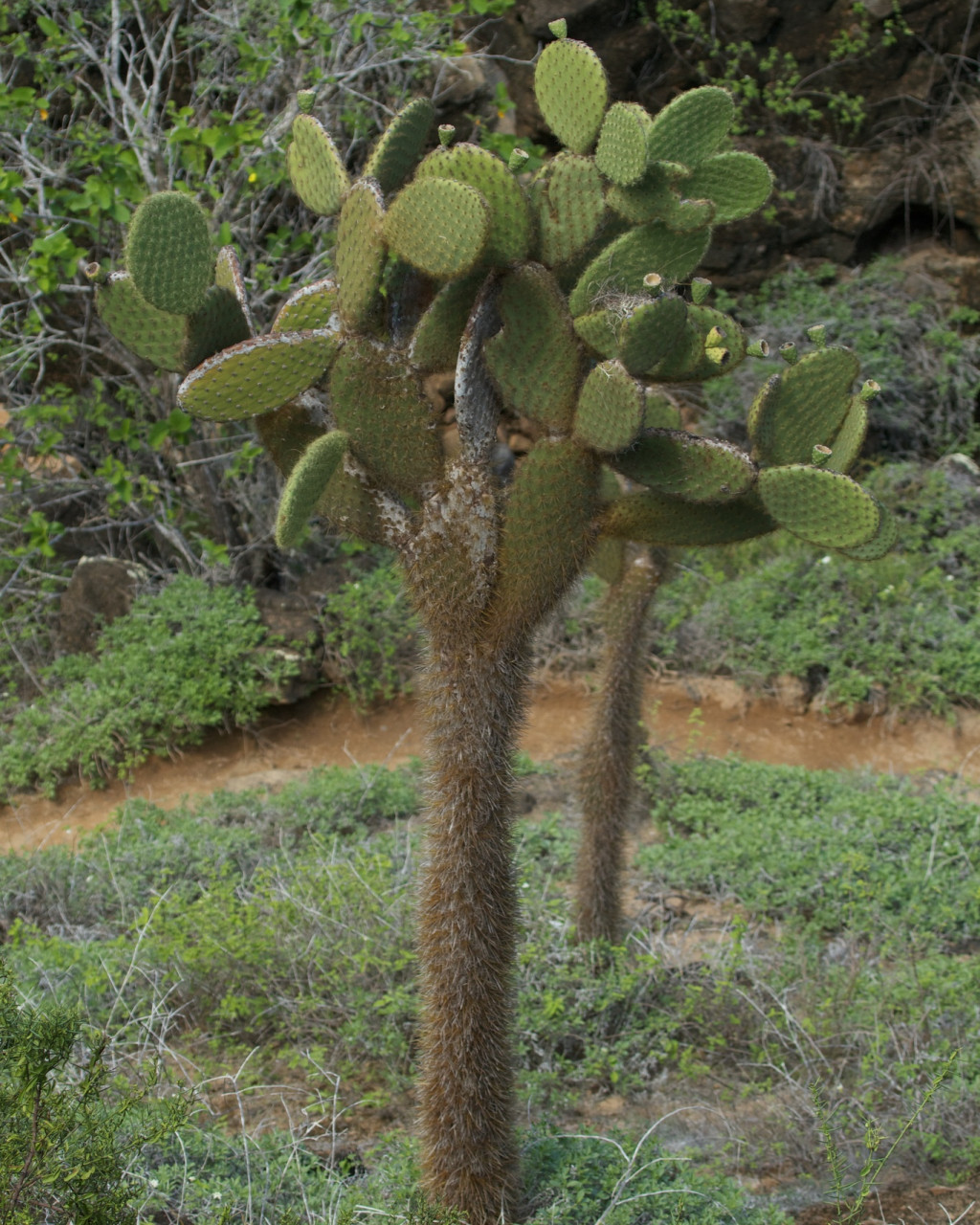 Opuntia megasperma