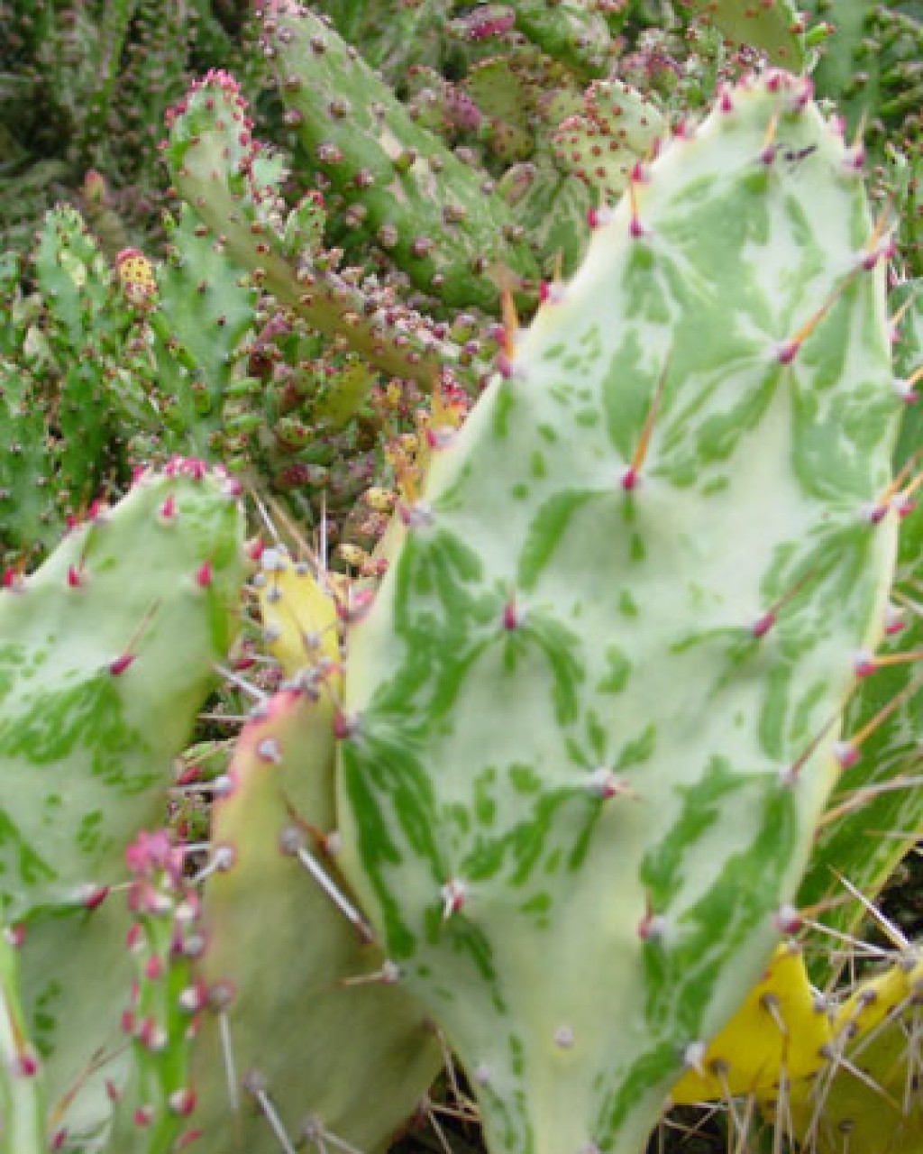 Opuntia Monacantha