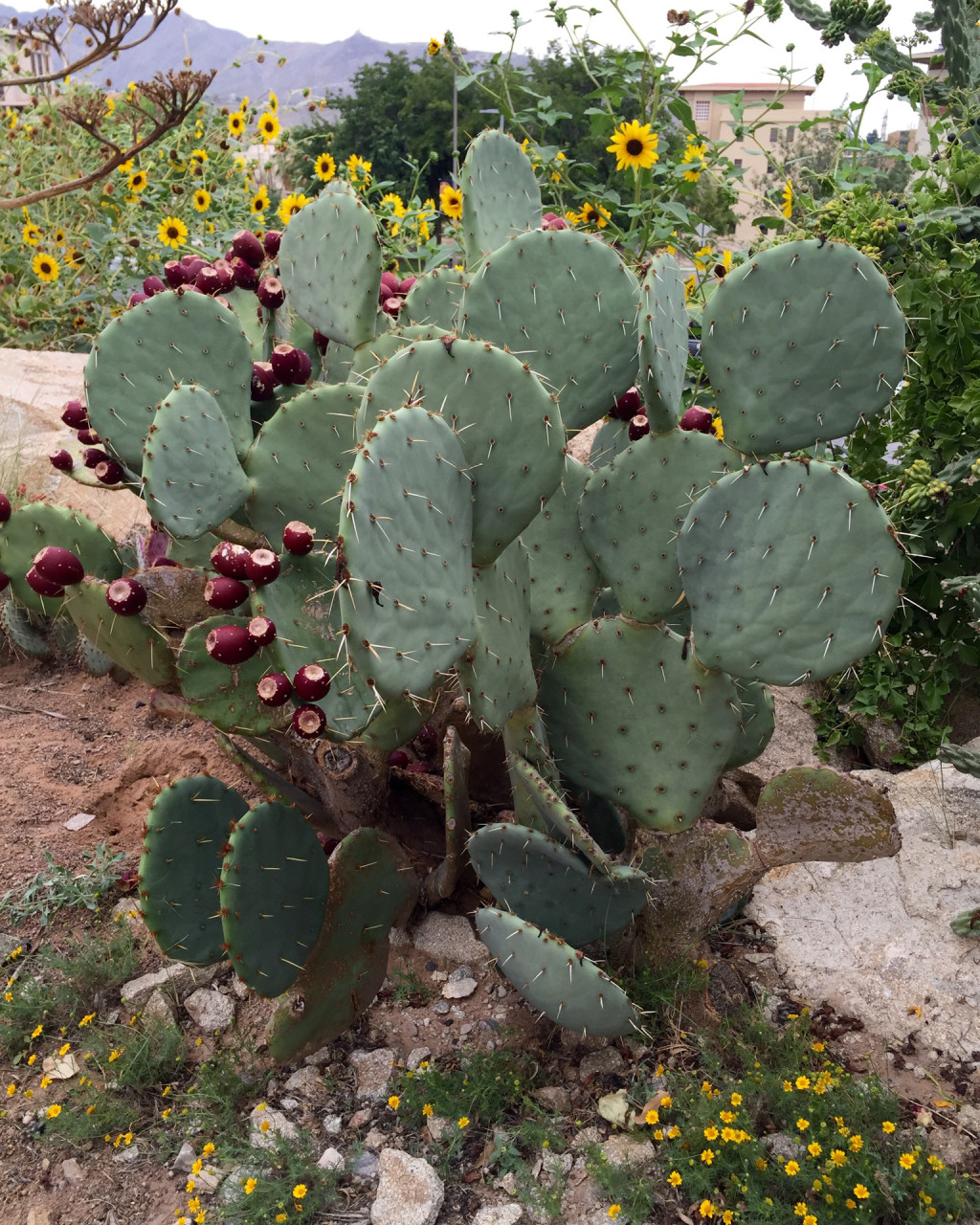 Opuntia orbiculata