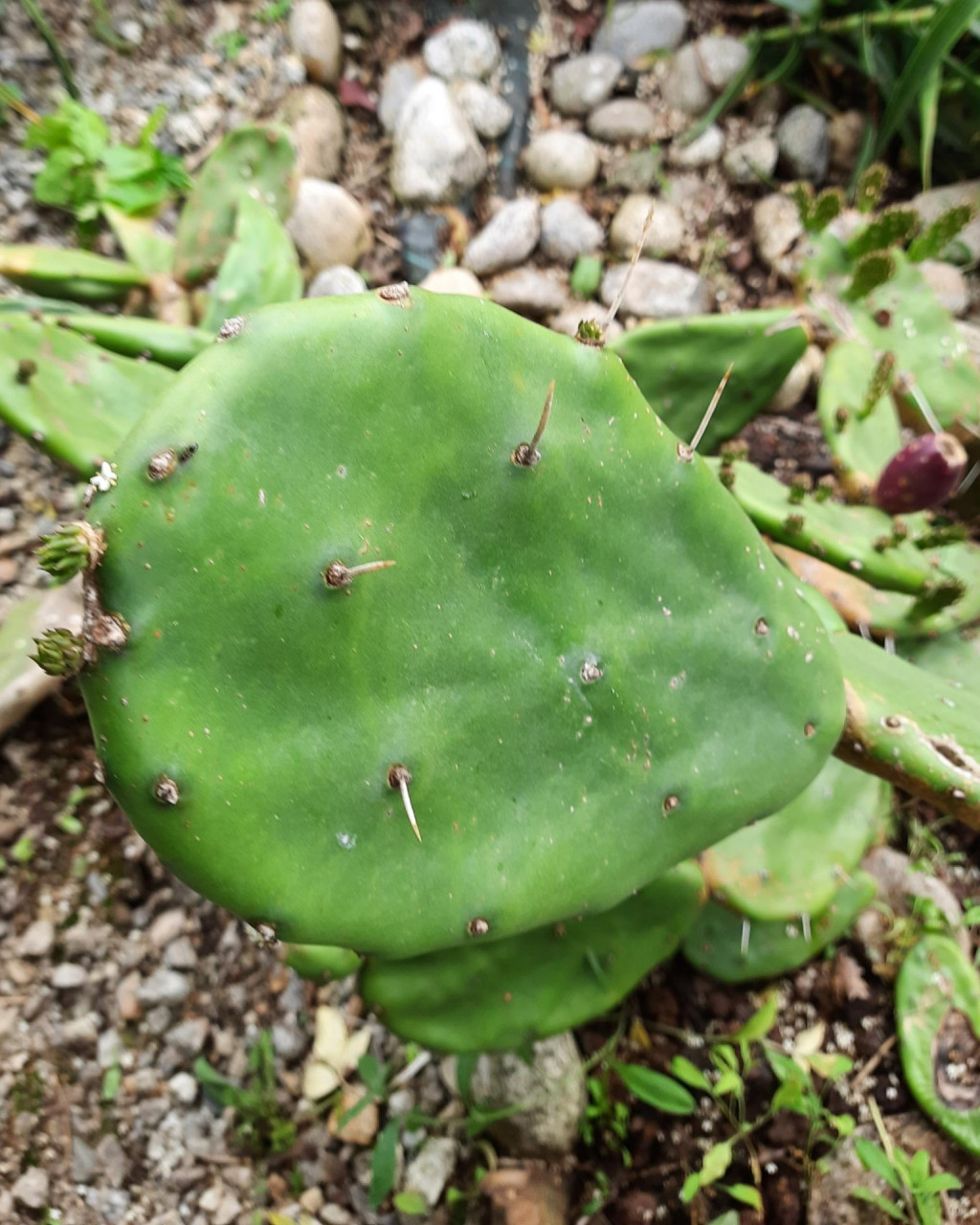 Opuntia paraguayensis