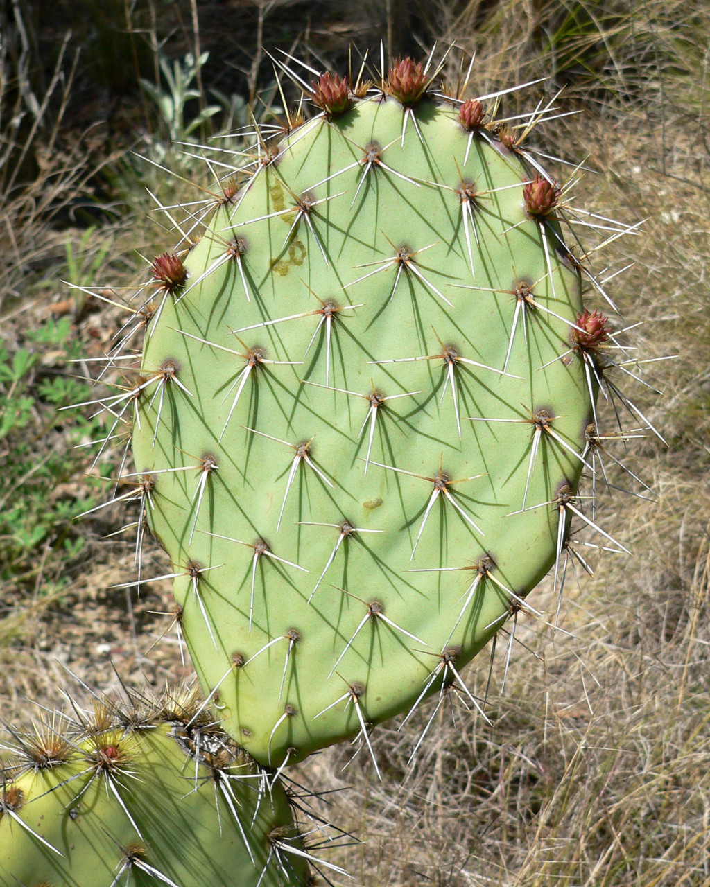 Opuntia phaeacantha