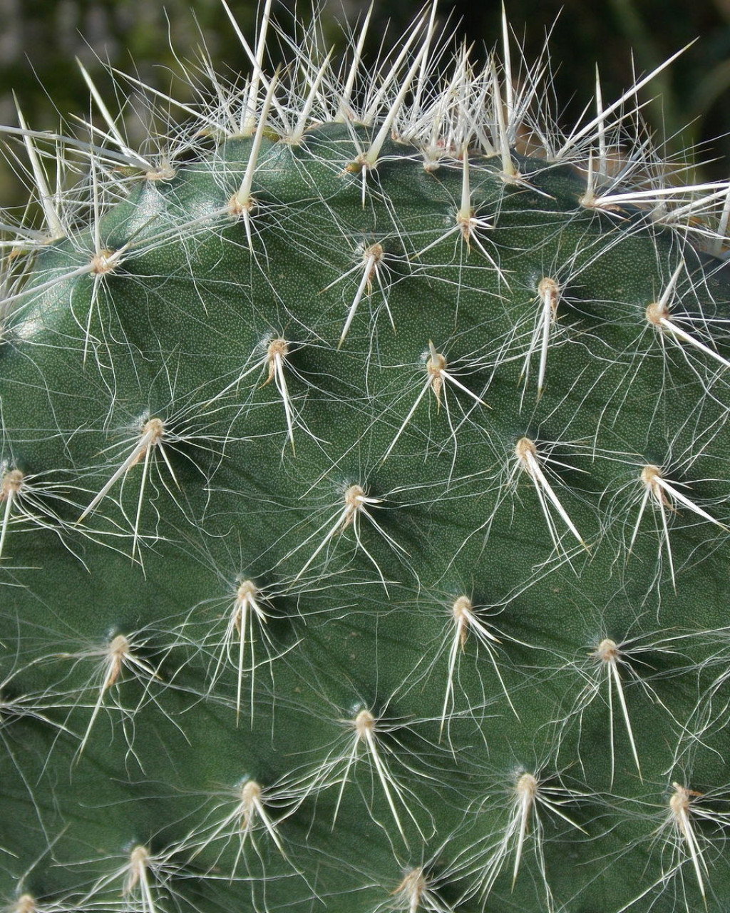 Opuntia pilifera