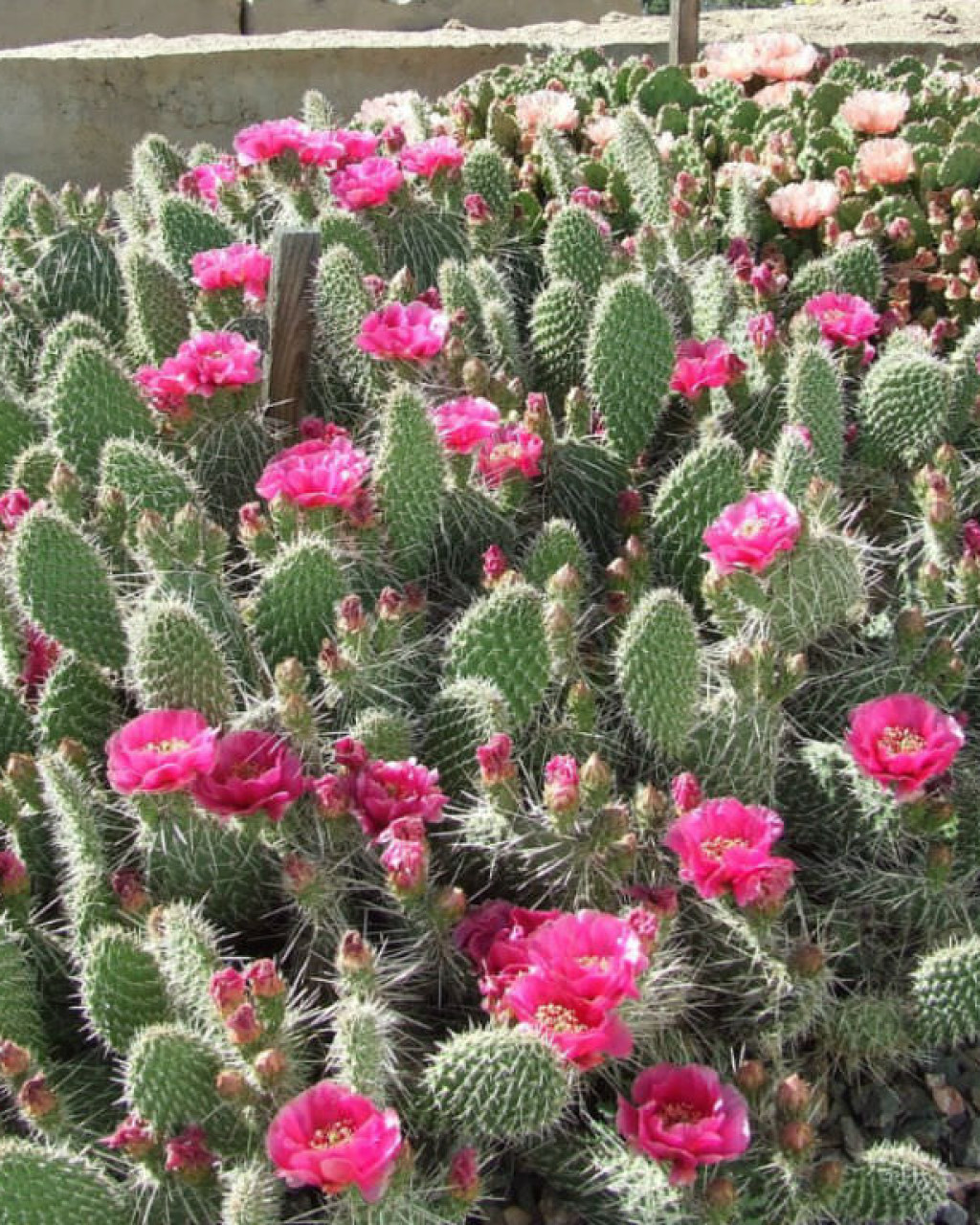 Opuntia polyacantha