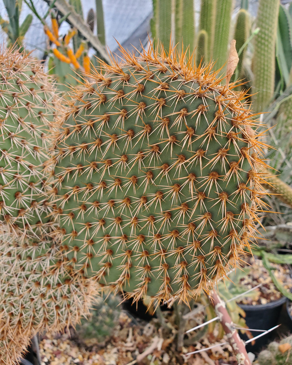 Opuntia pycnantha