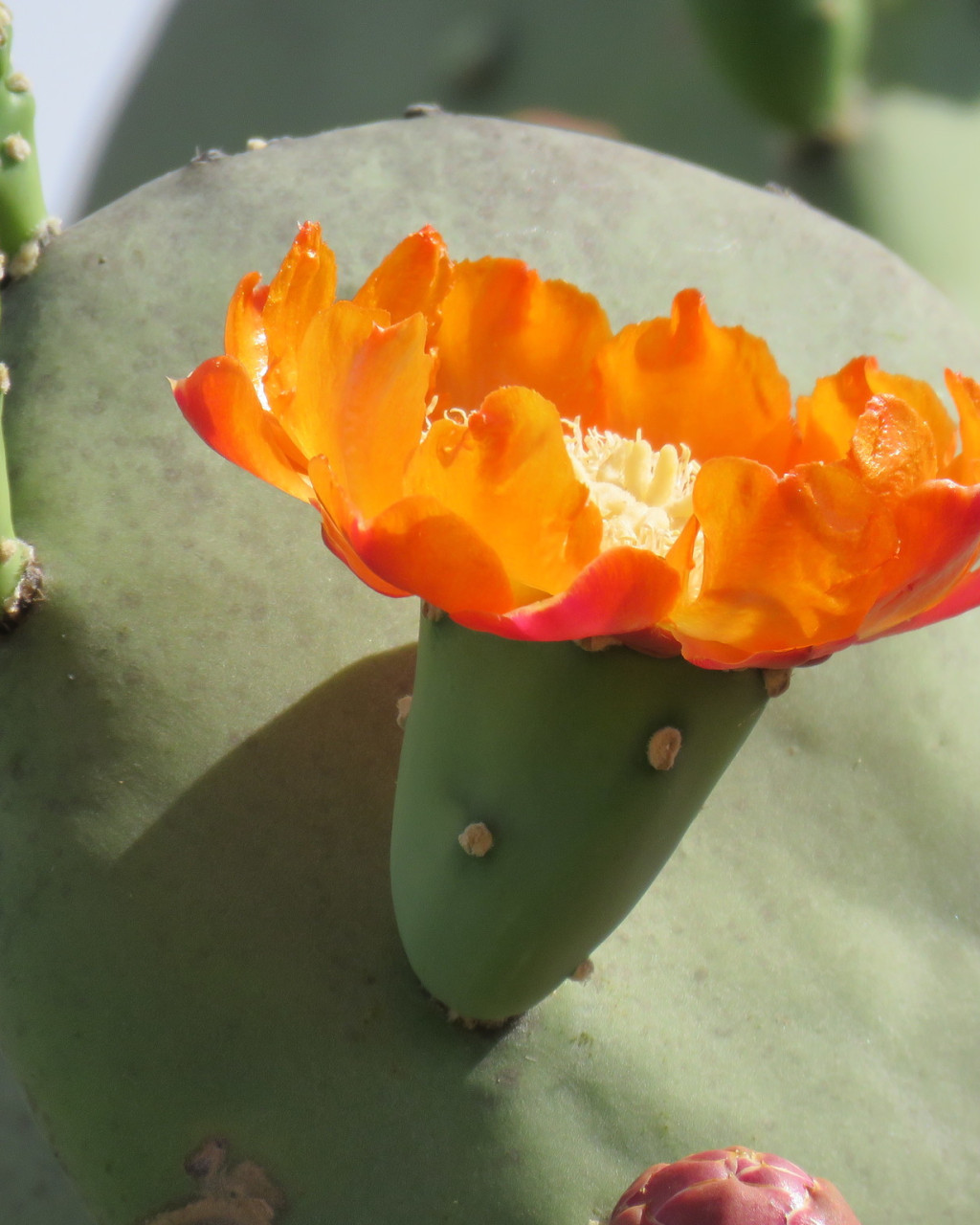 Opuntia quimilo