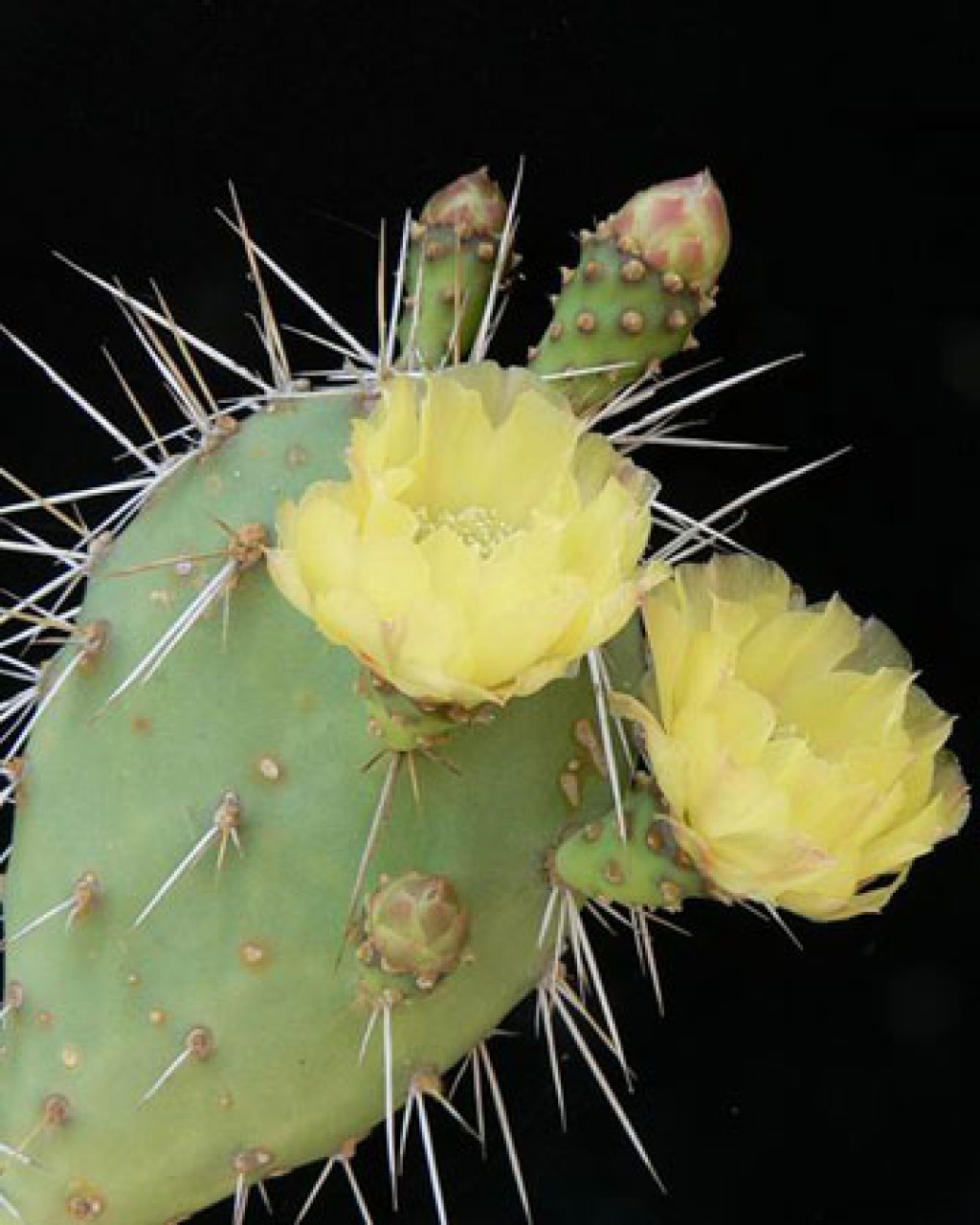 Opuntia Salvadorensis