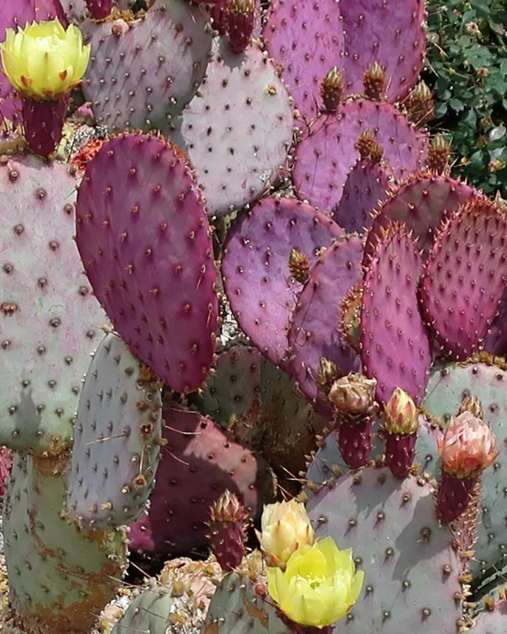 Opuntia santa-rita