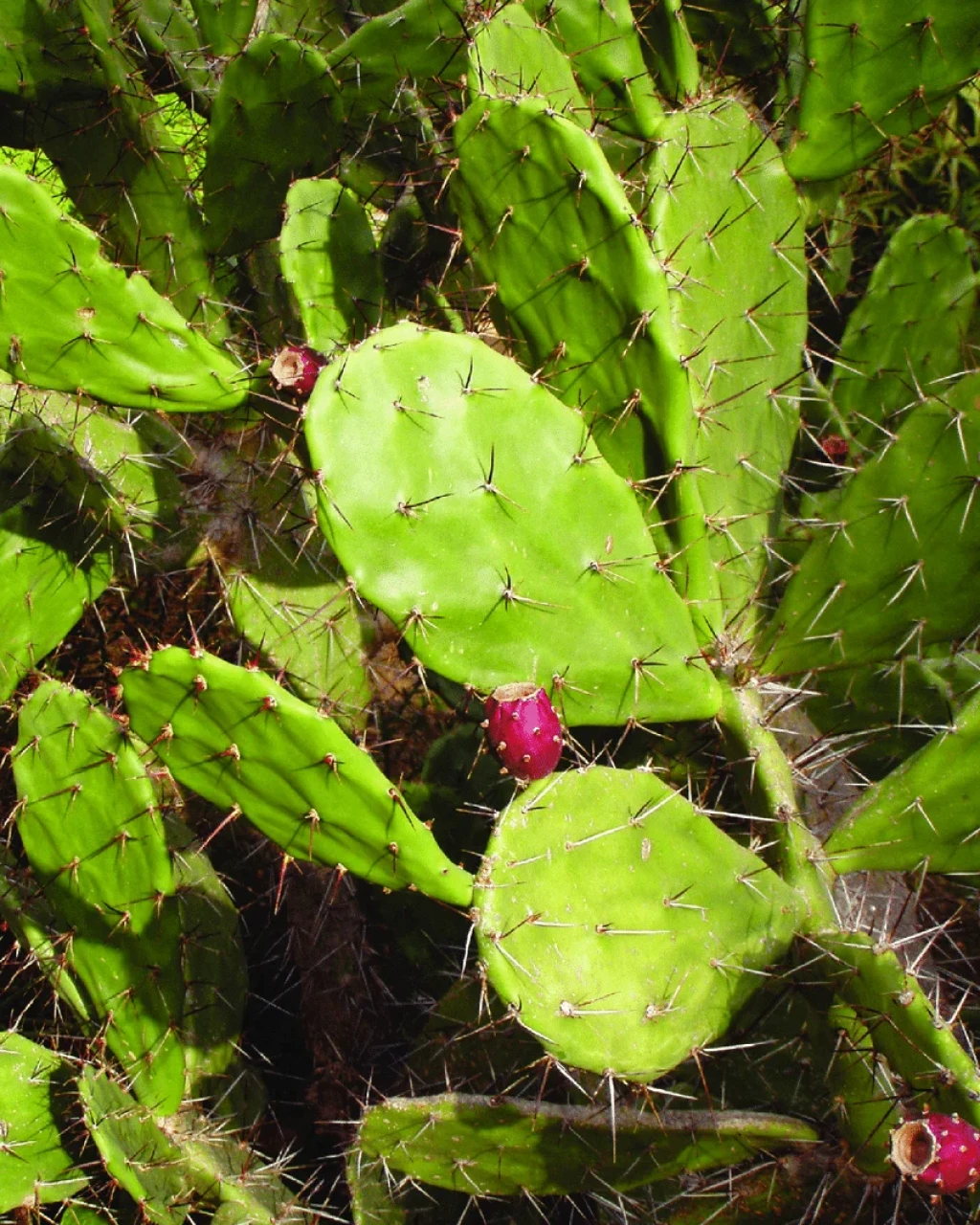 Opuntia schumannii