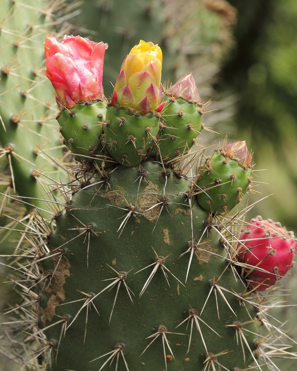 Opuntia soederstromiana