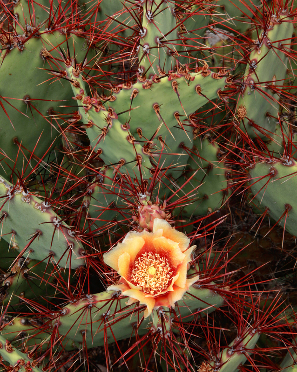 Opuntia spinosibacca