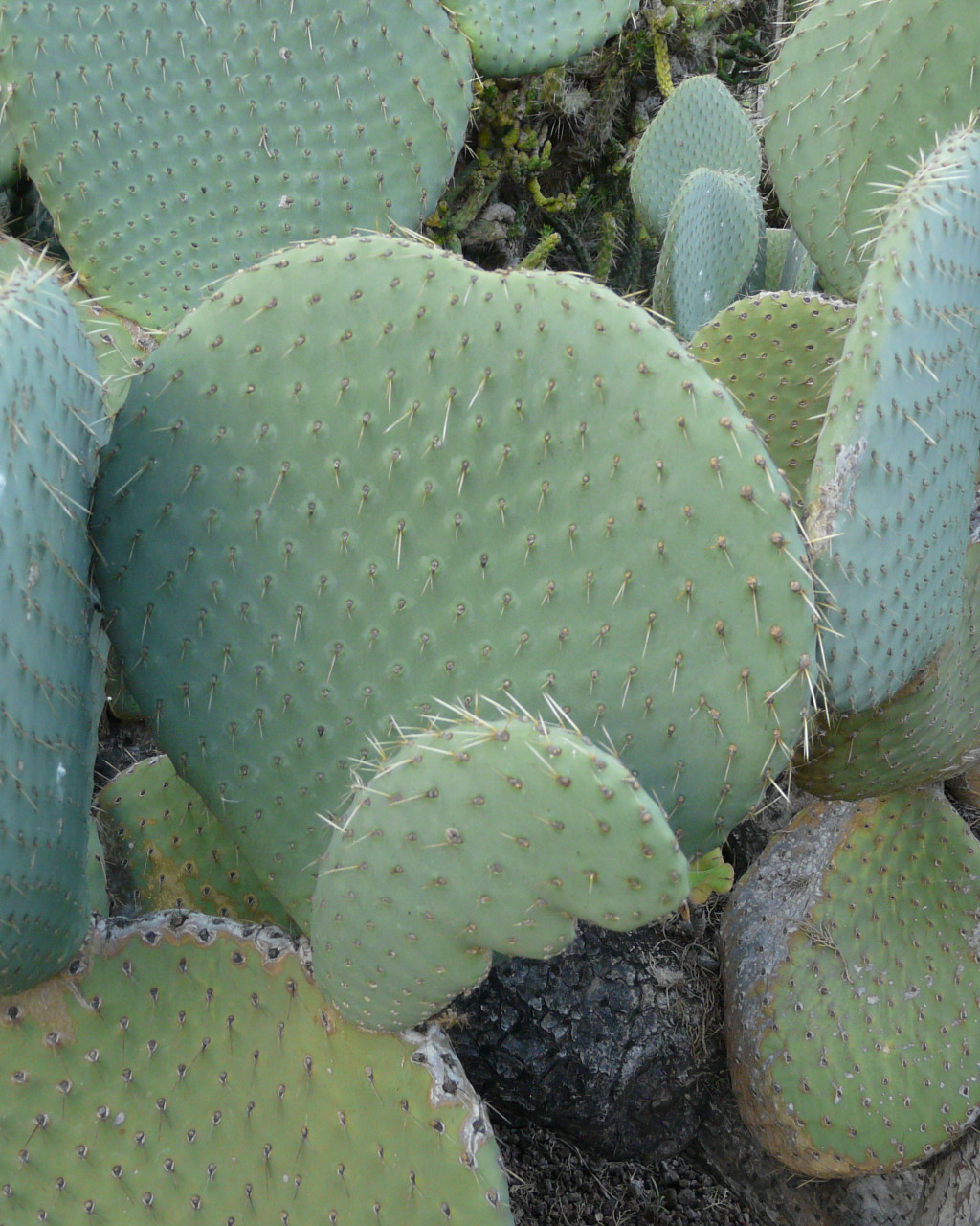 Opuntia spinulifera