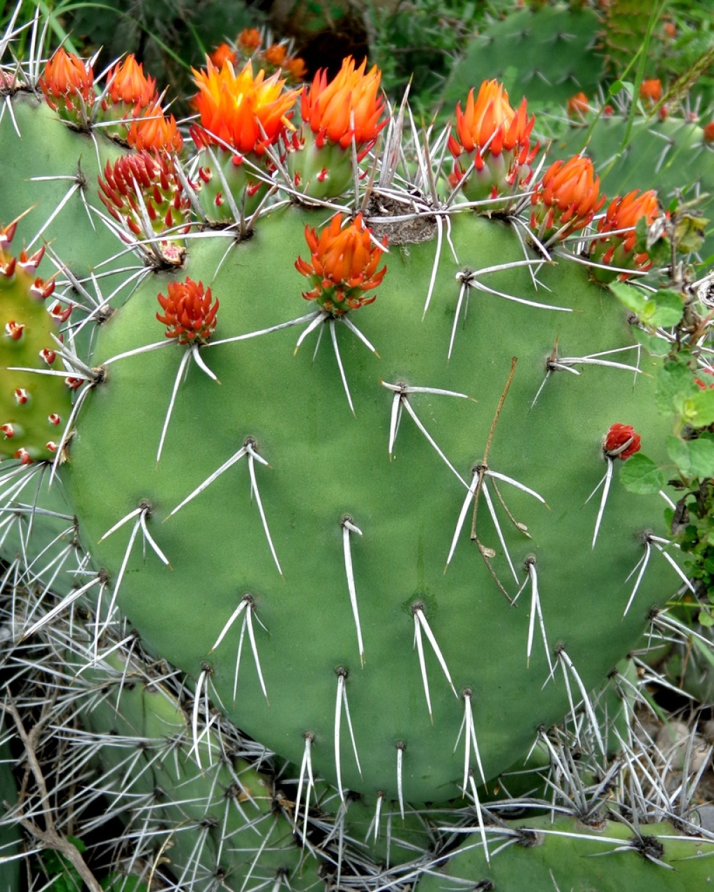 Opuntia stenopetala