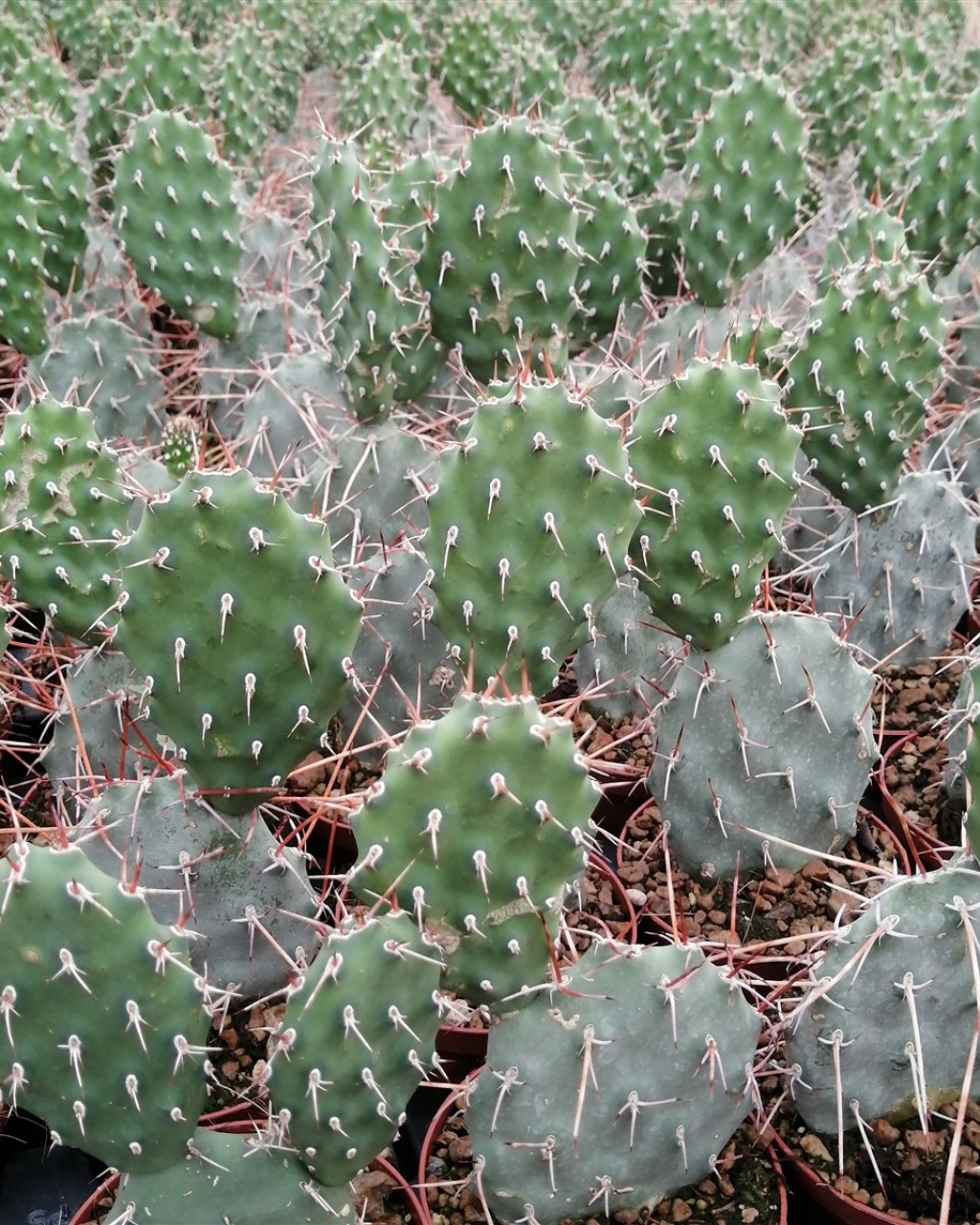 Opuntia sulphurea