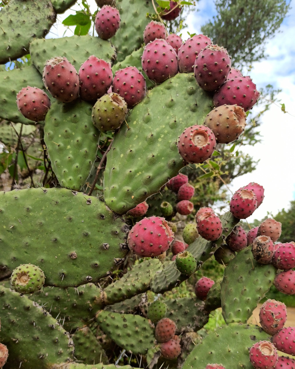 Opuntia tomentosa