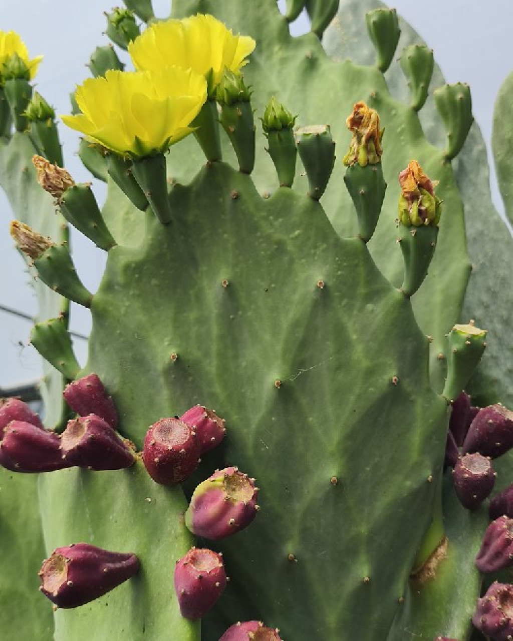 Opuntia undulata