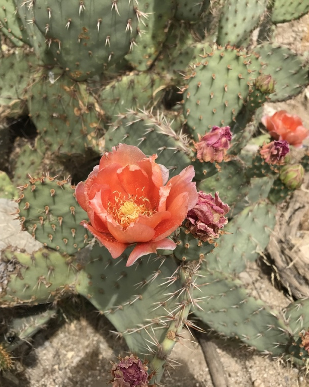 Opuntia vaseyi