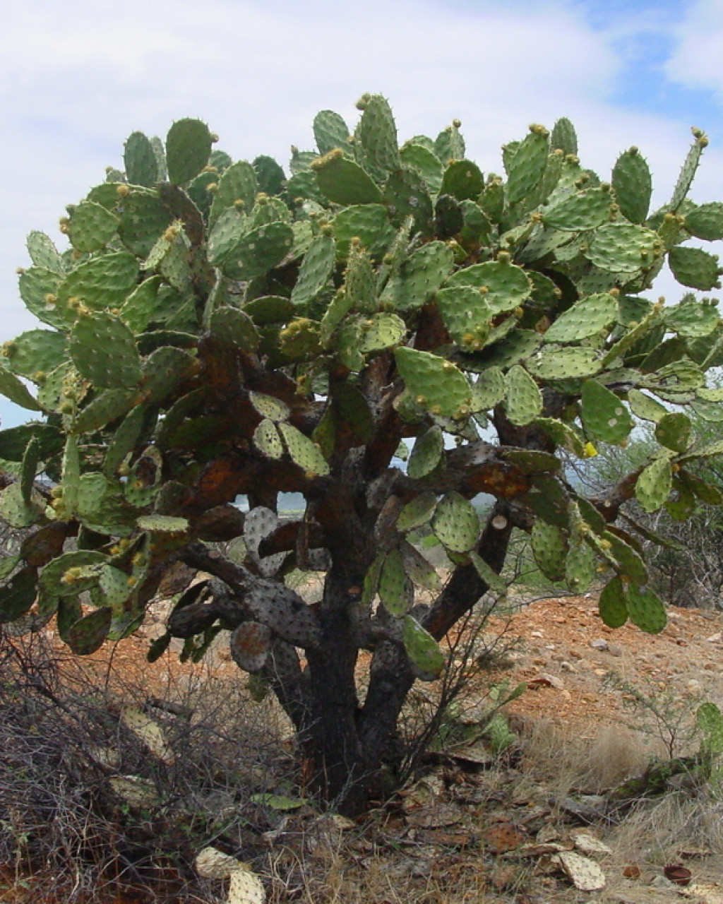 Opuntia velutina