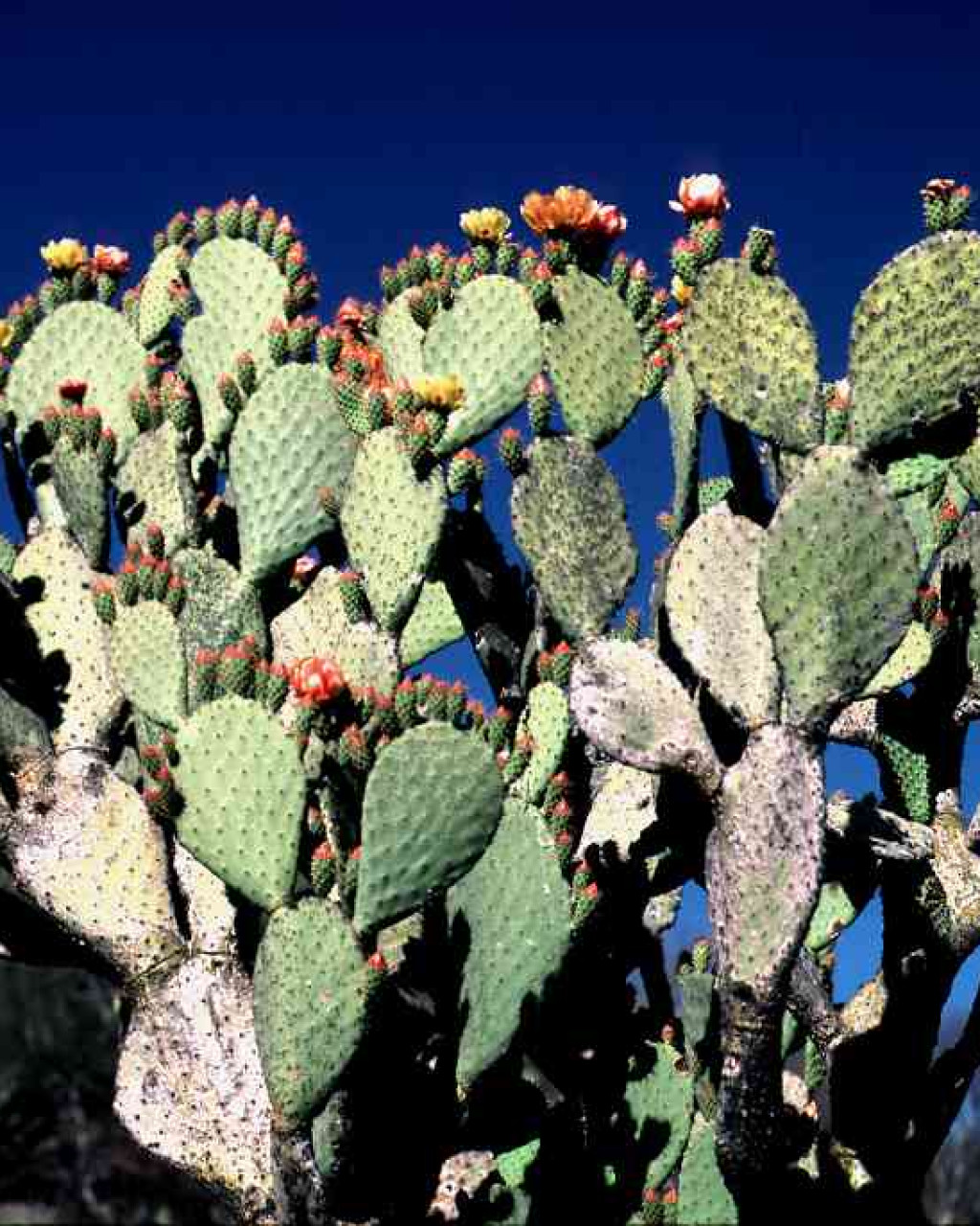 Opuntia wilcoxii