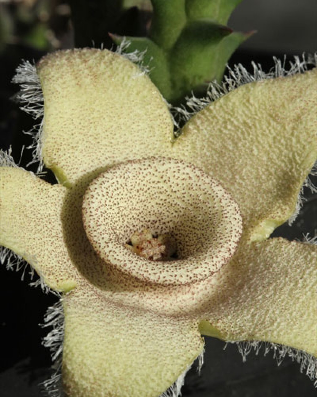 Orbea Ciliata