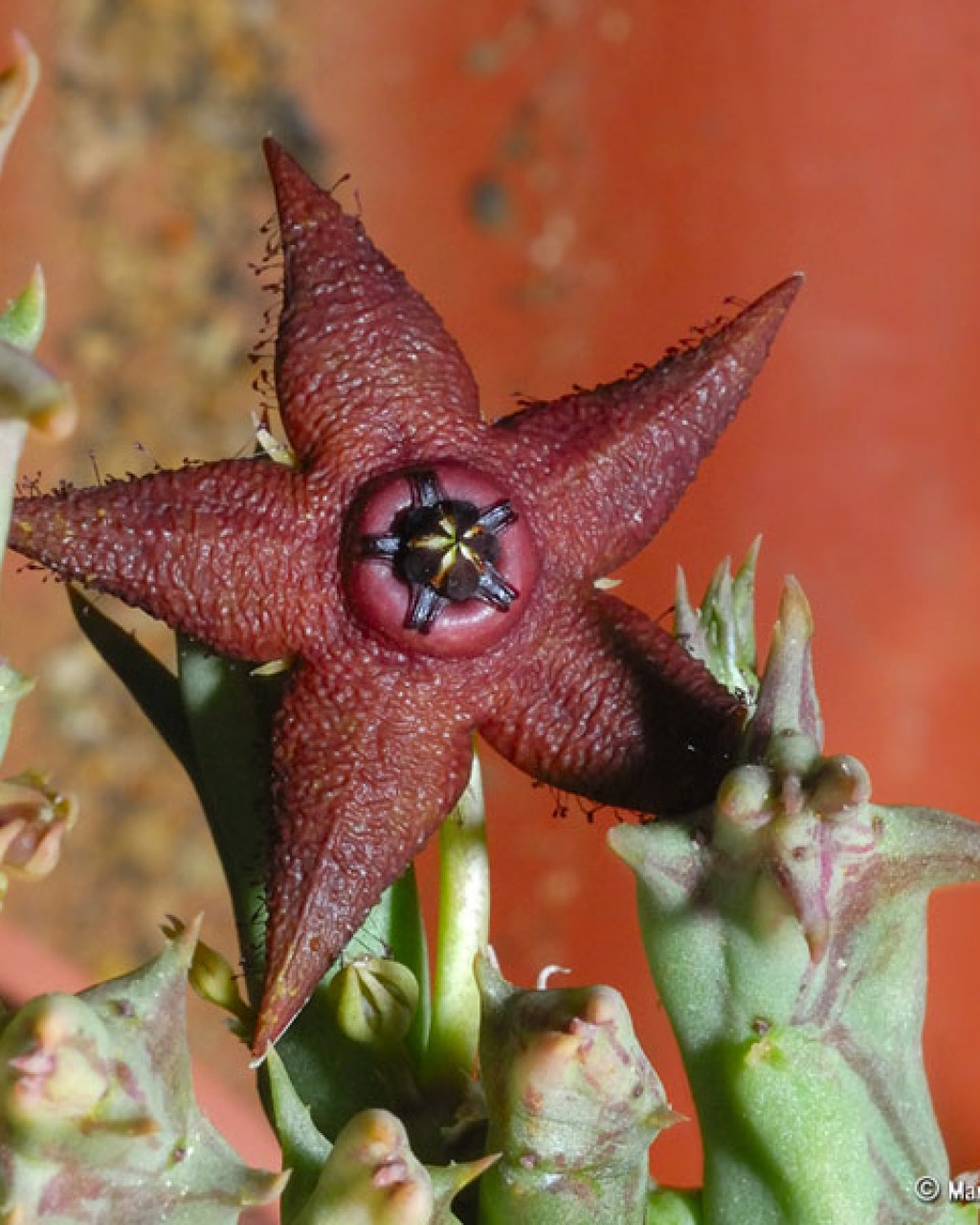Orbea Woodii
