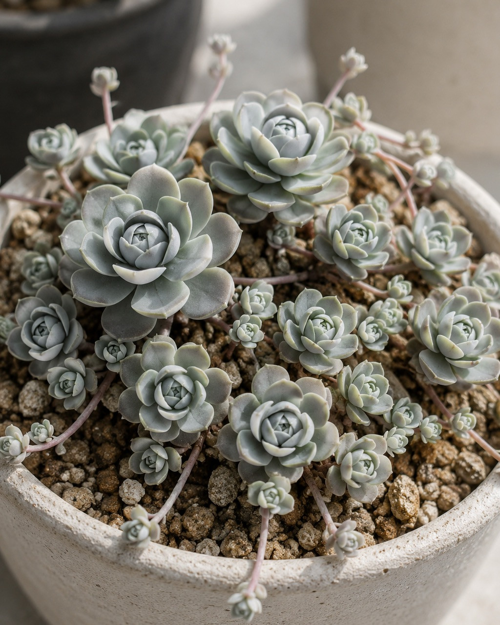 Orostachys boehmeri