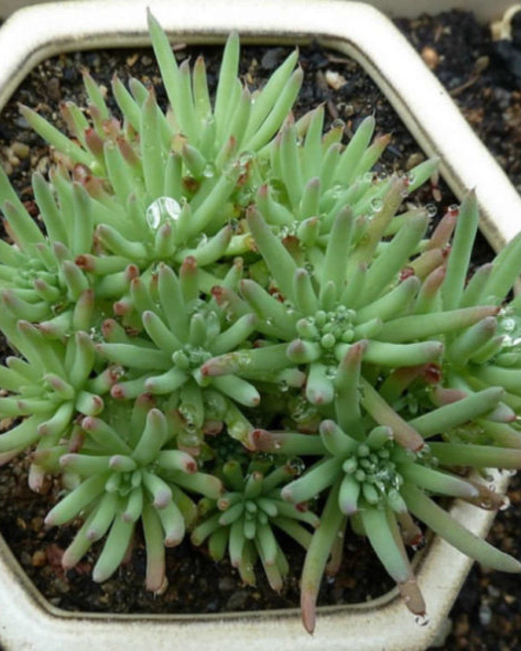 Orostachys chanetii